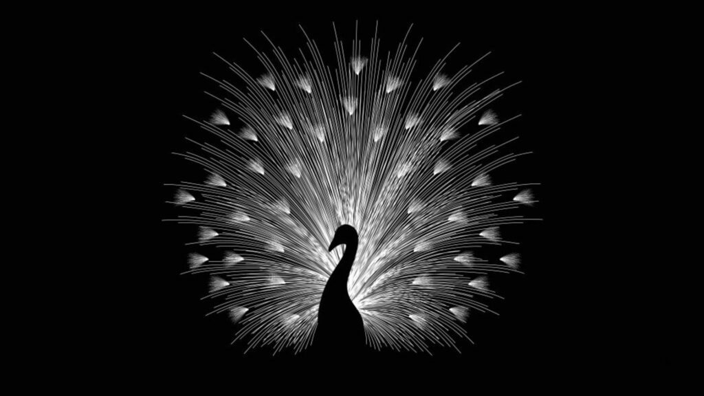 peacock large